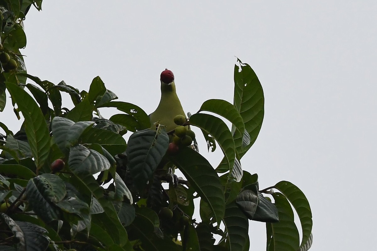 Андаманский зеленый голубь - ML137608481