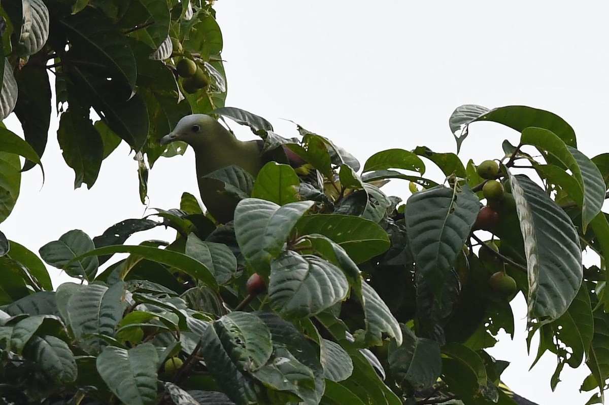 Андаманский зеленый голубь - ML137608491