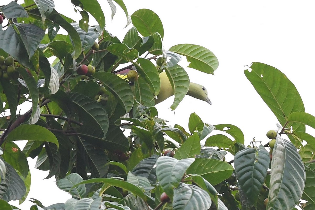Андаманский зеленый голубь - ML137608501