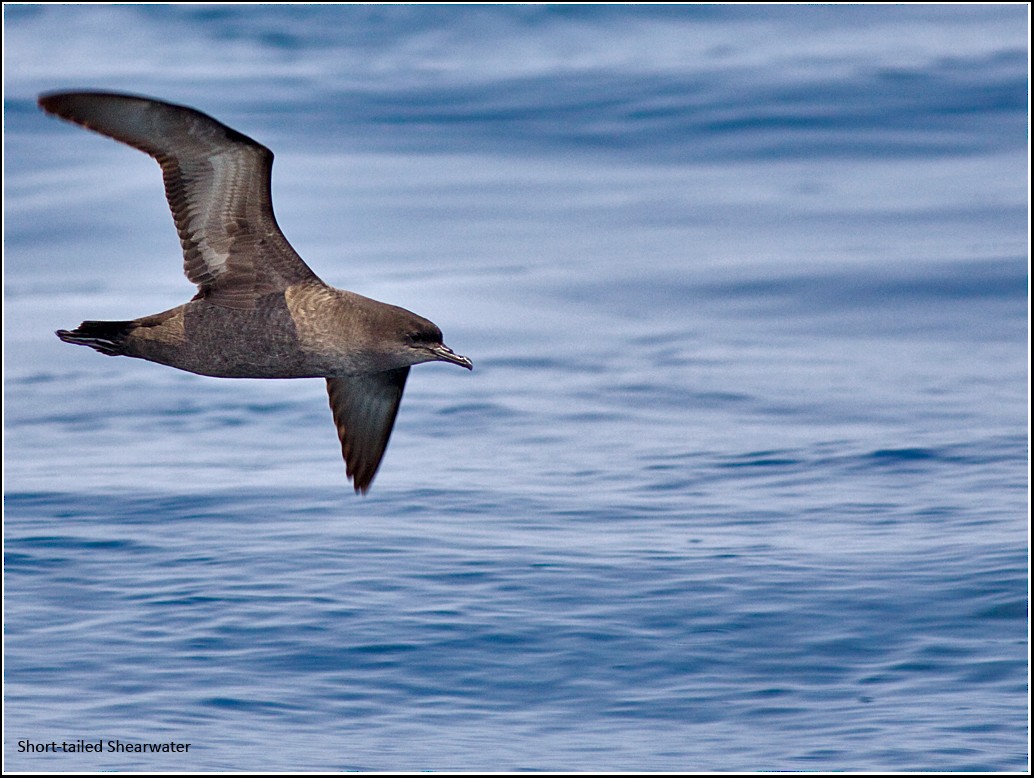 Short-tailed Shearwater - Praveen es