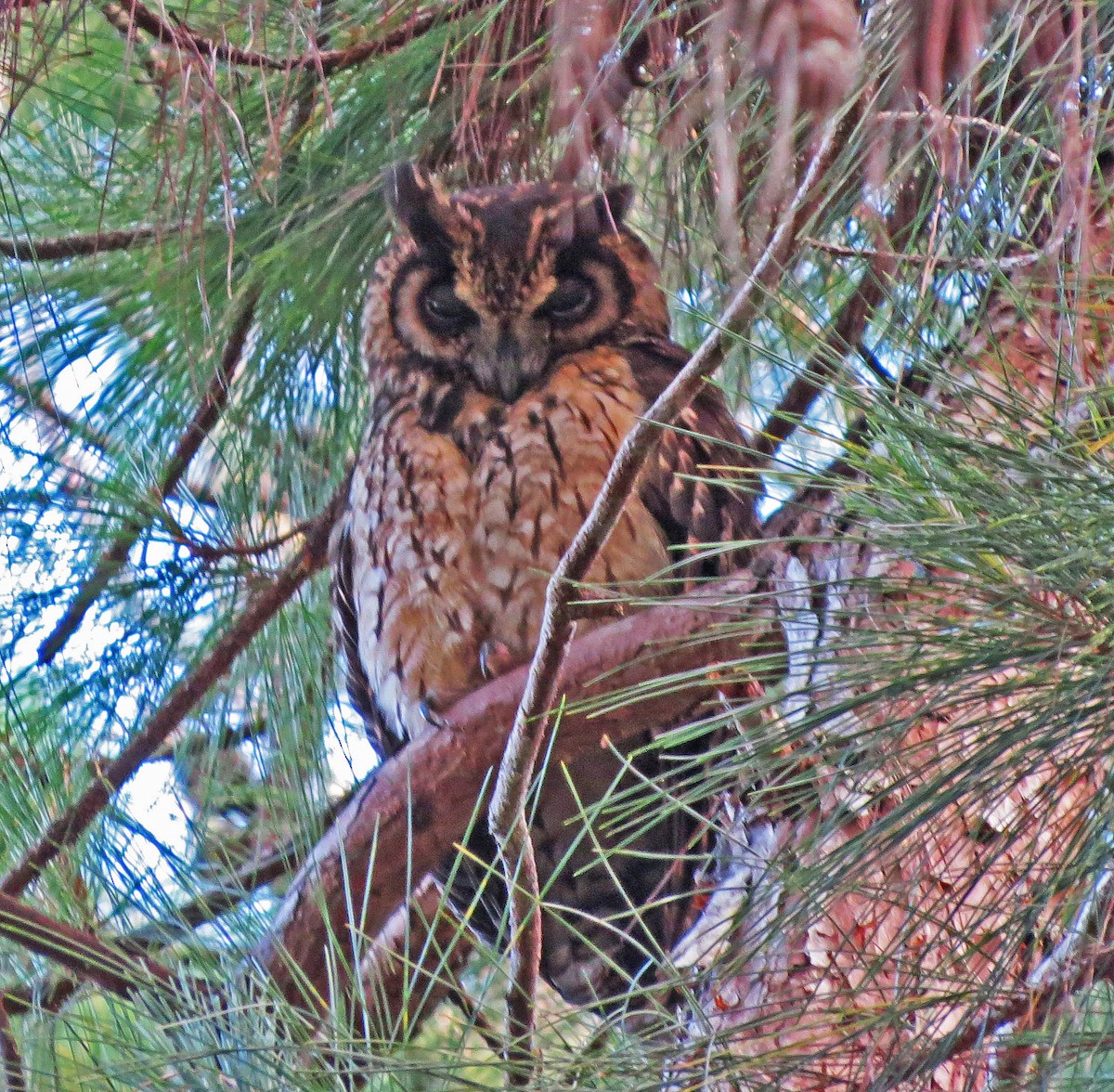 Madagascar Owl - ML137609791