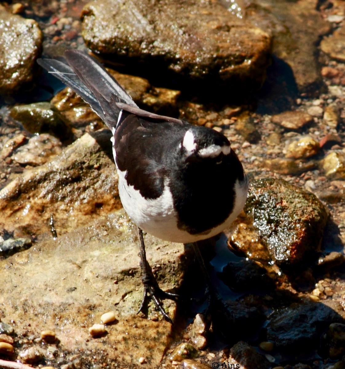 White-browed/White Wagtail - ML137609841