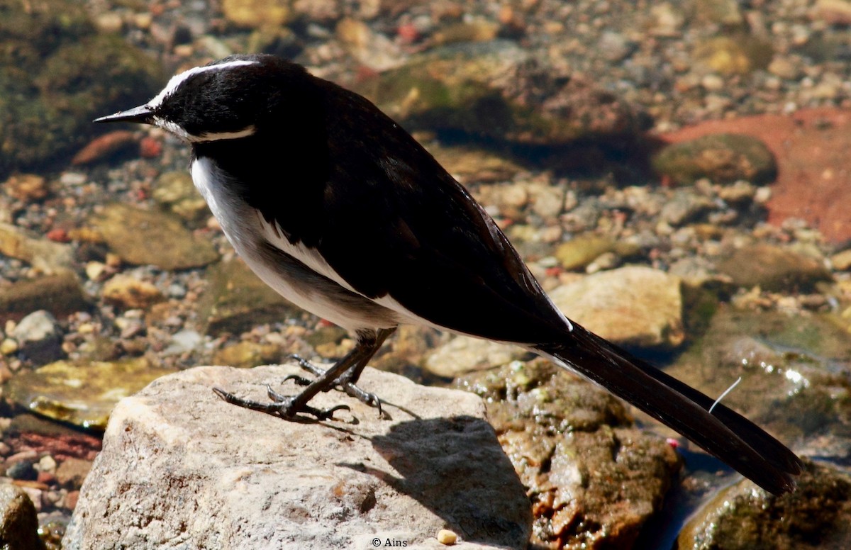 White-browed/White Wagtail - Ains Priestman
