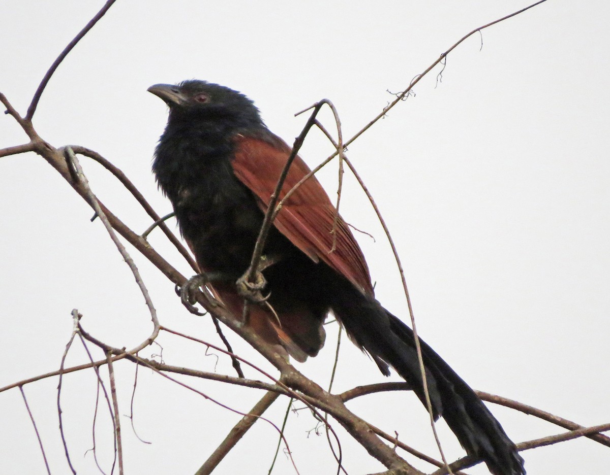 Malagasy Coucal - Ray Wershler