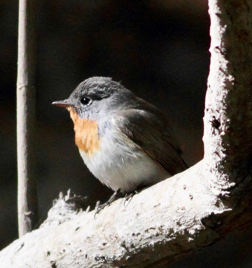 Red-breasted Flycatcher - ML137610281