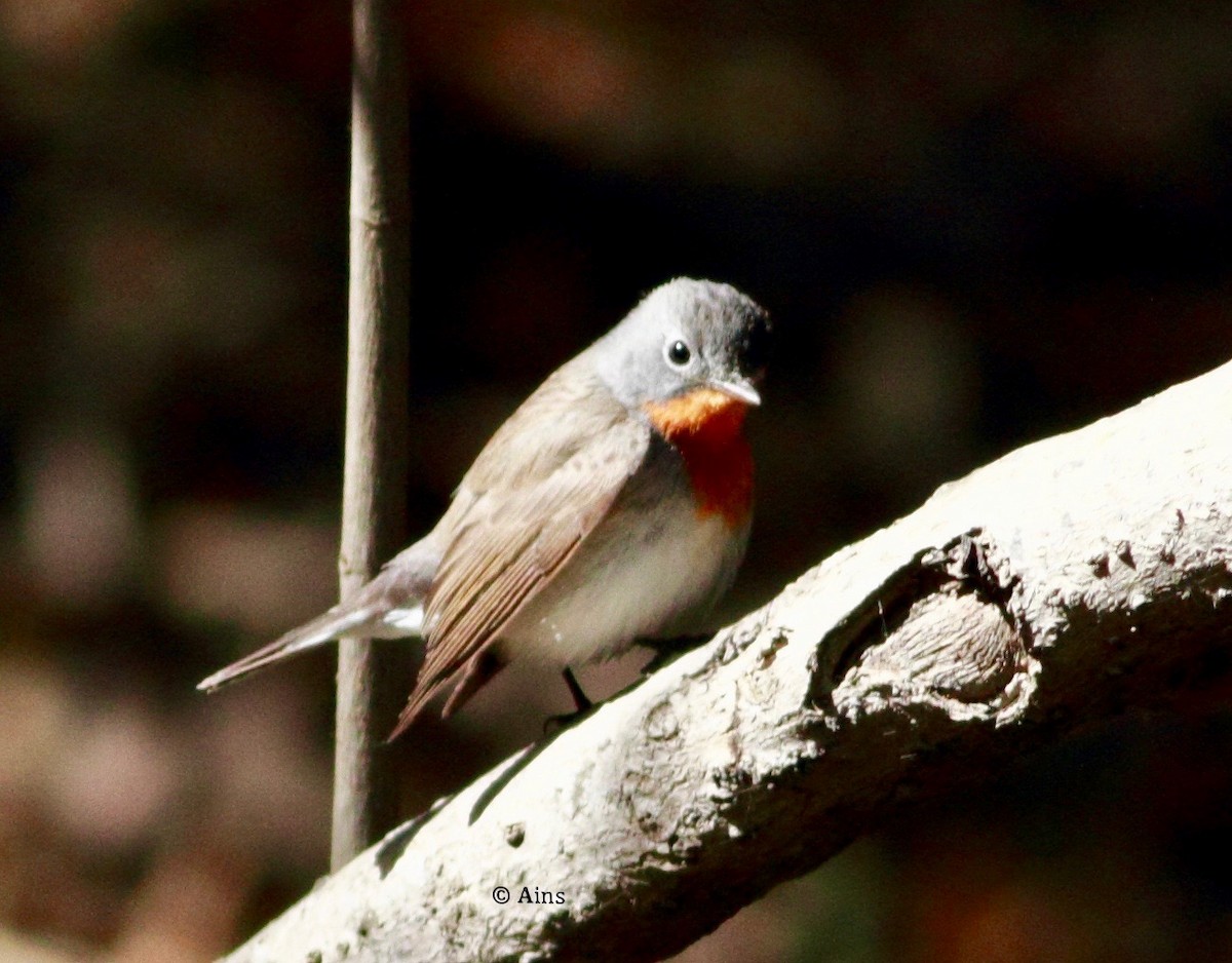 Red-breasted Flycatcher - ML137610331