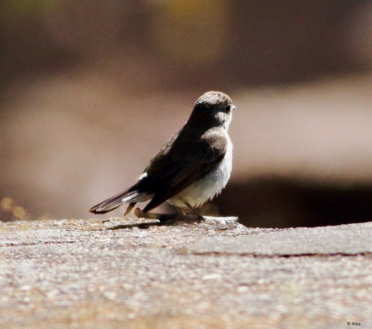 Red-breasted Flycatcher - ML137610561