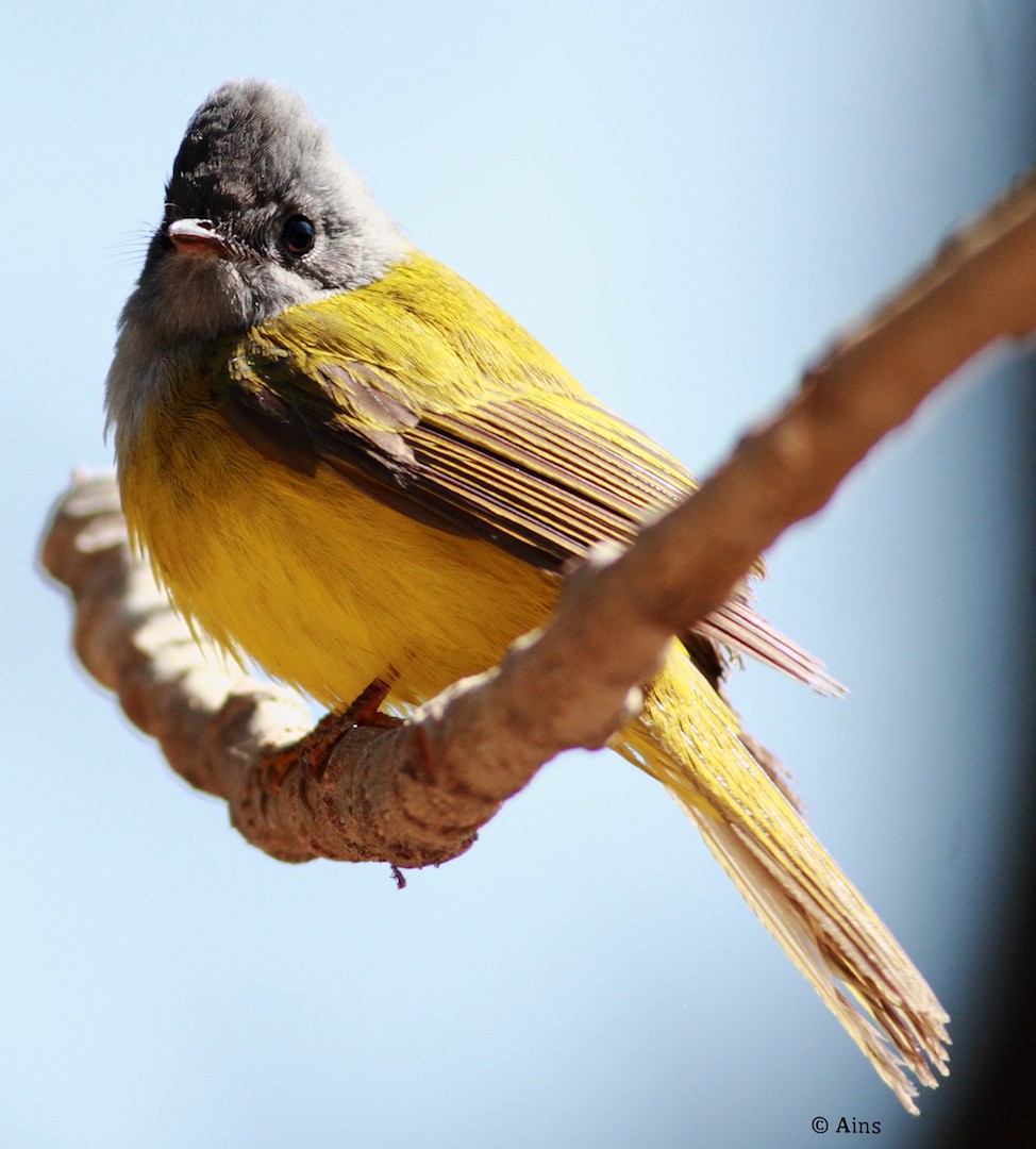 Gray-headed Canary-Flycatcher - ML137610661