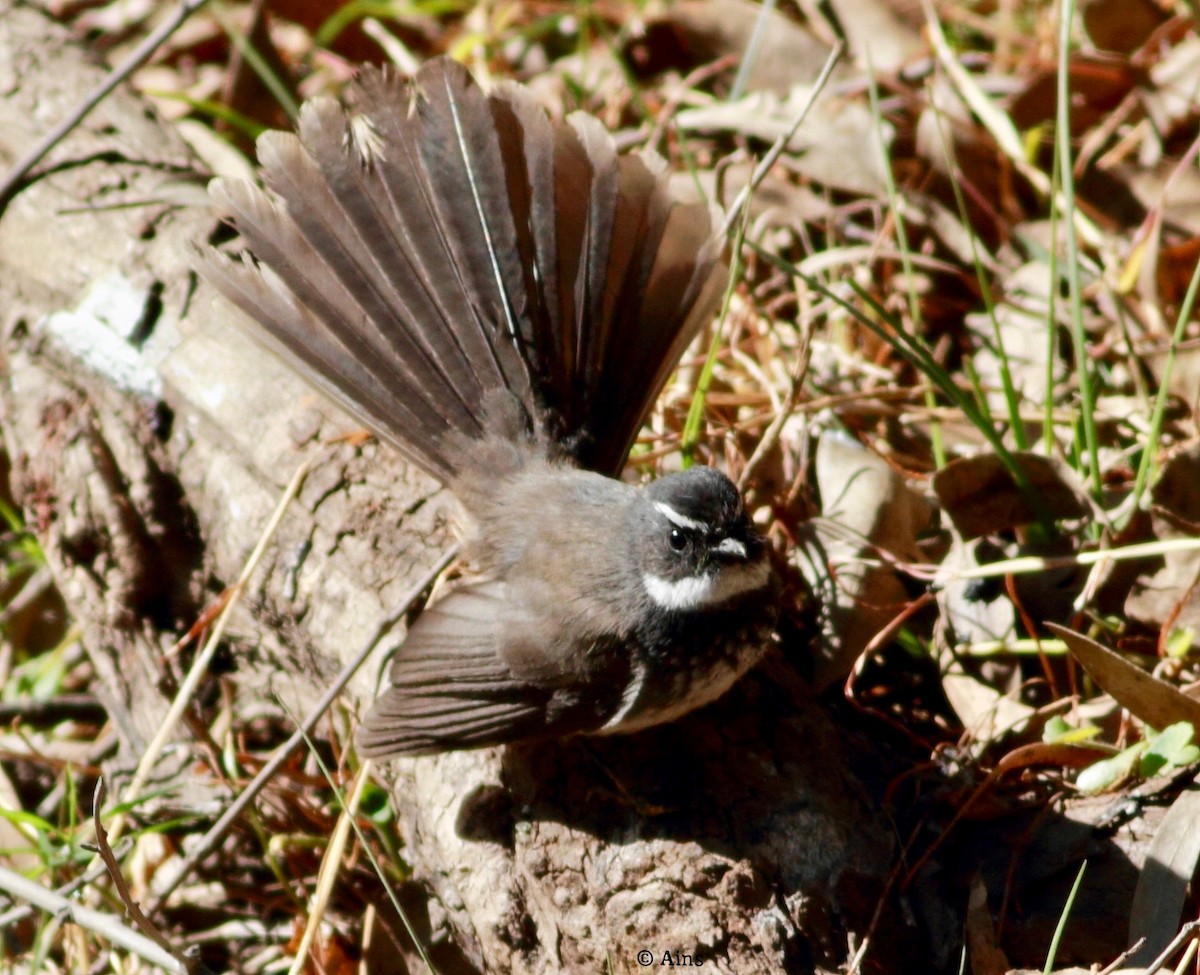 Spot-breasted Fantail - ML137611981