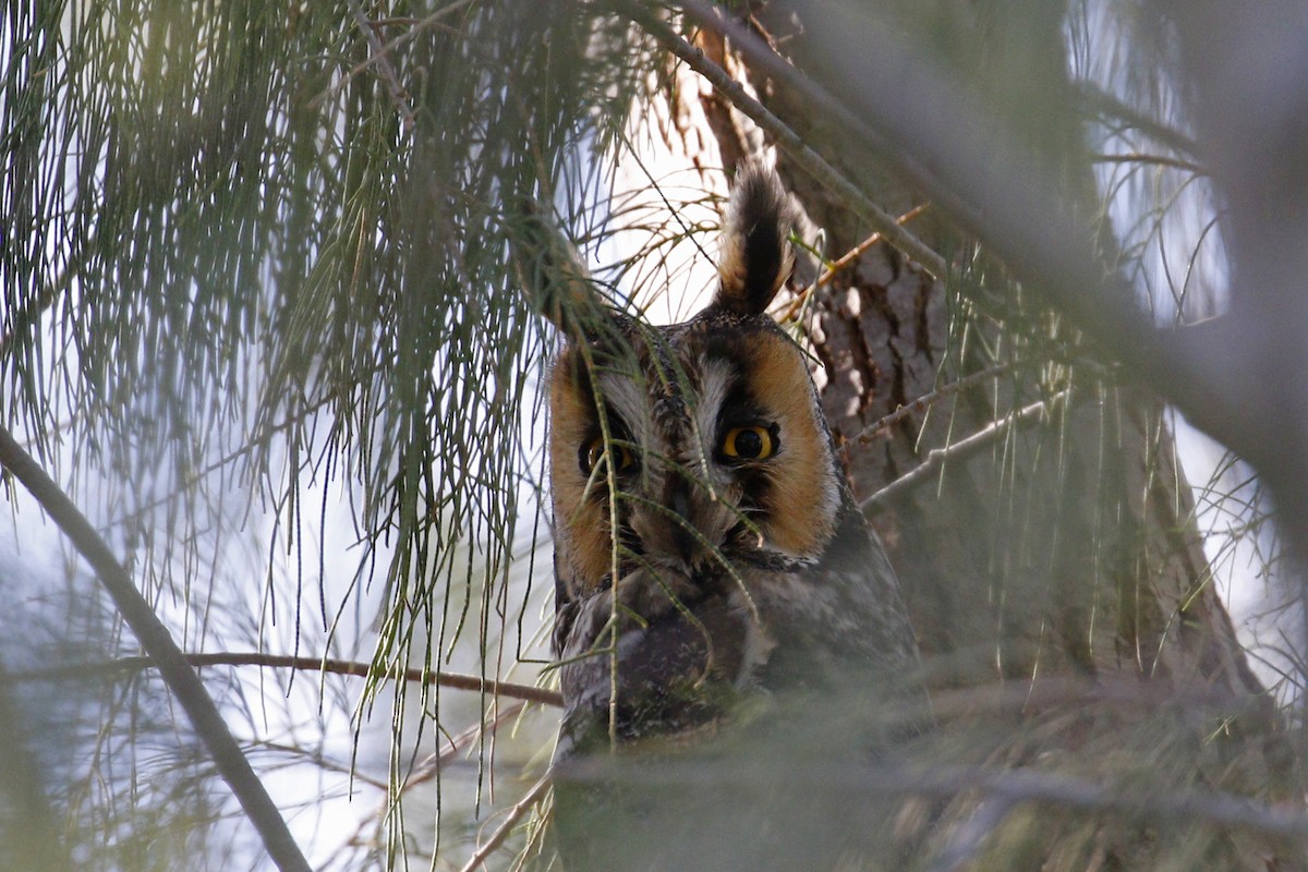 Long-eared Owl - Donna Pomeroy