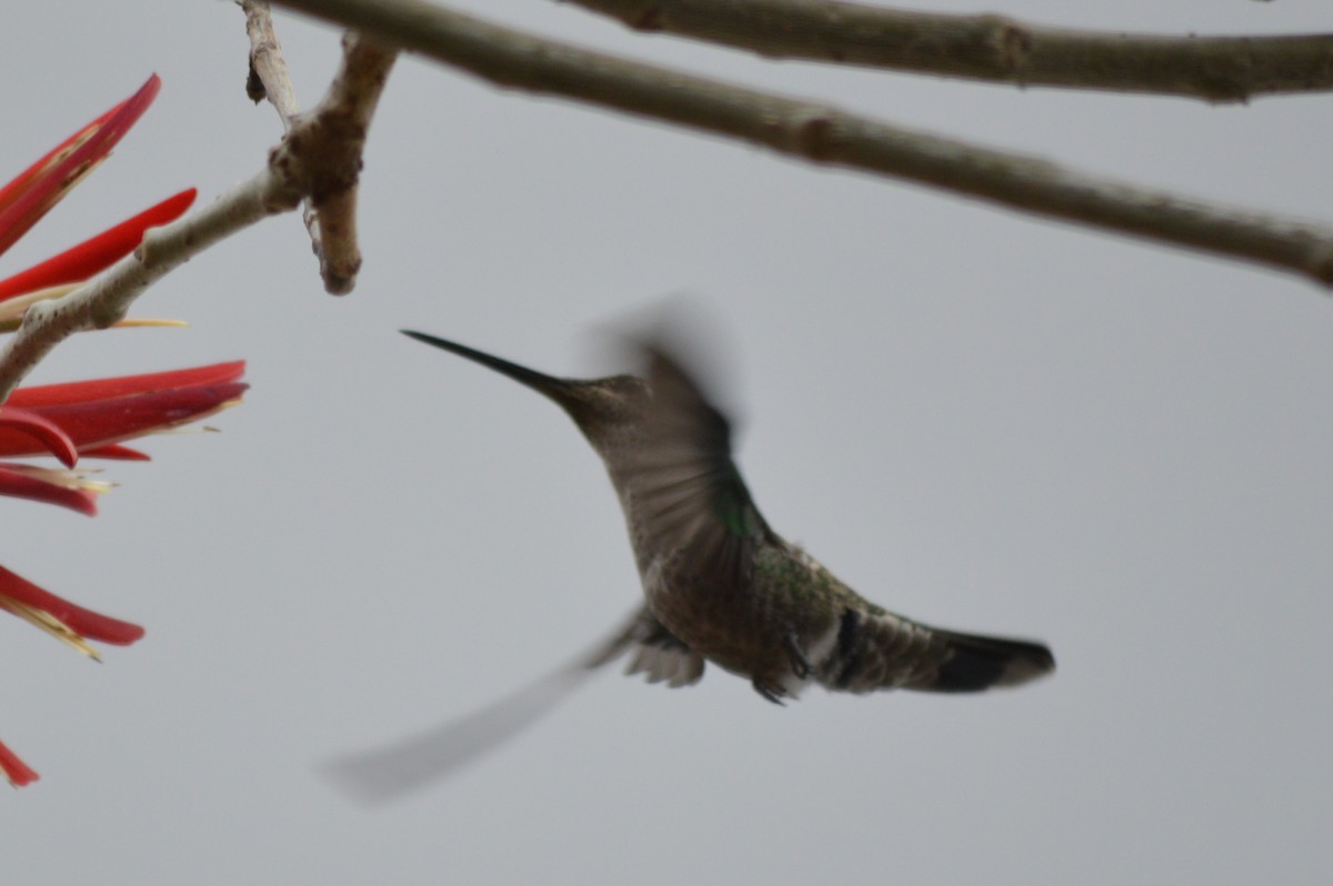 Rivoli's Hummingbird - Carlos Mancera (Tuxtla Birding Club)