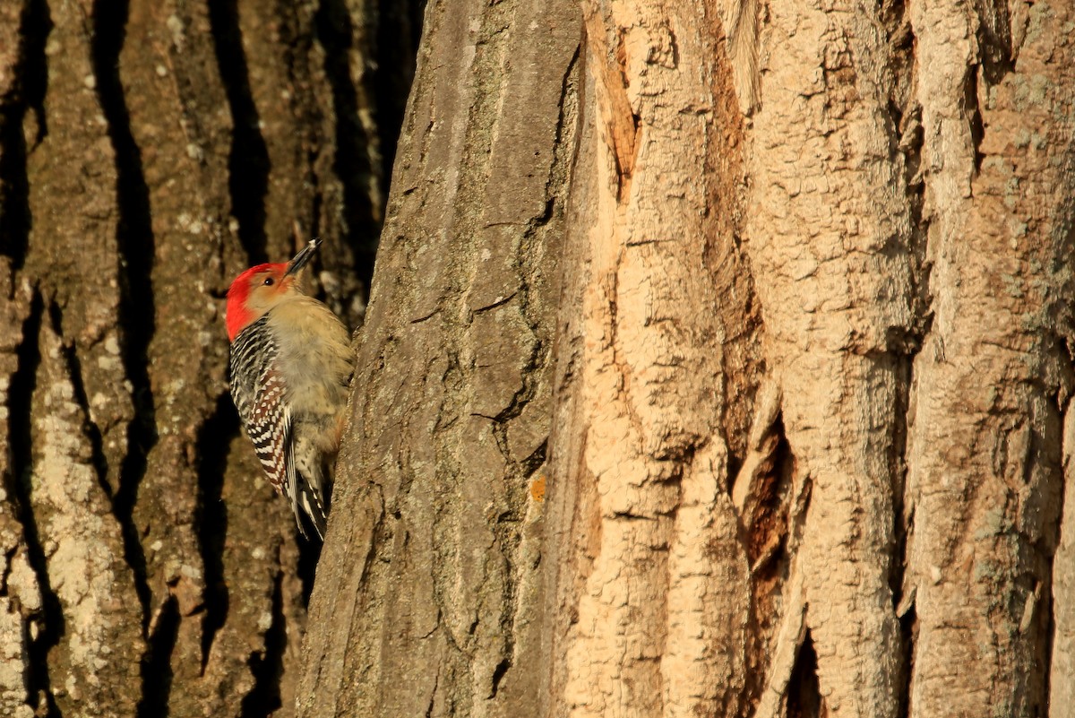 Red-bellied Woodpecker - Tim Lenz