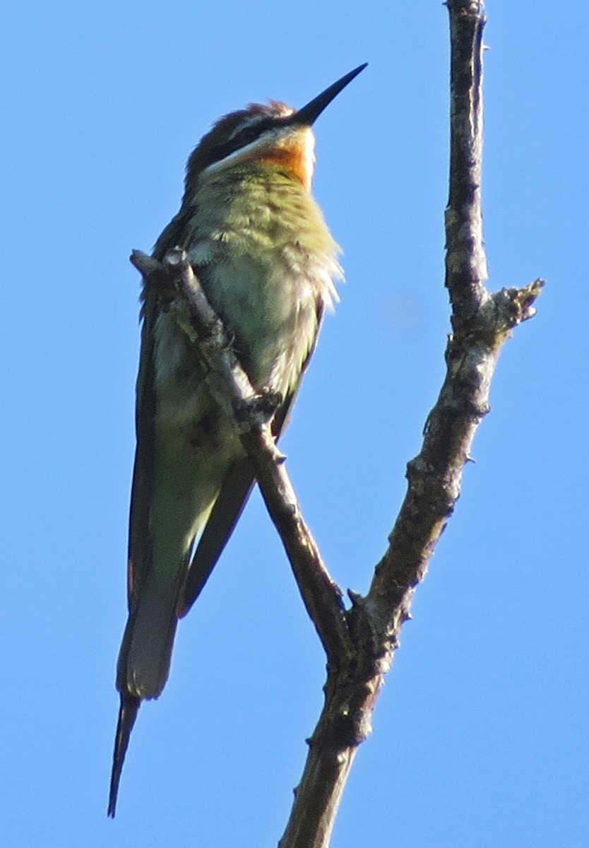 Madagascar Bee-eater - Ray Wershler