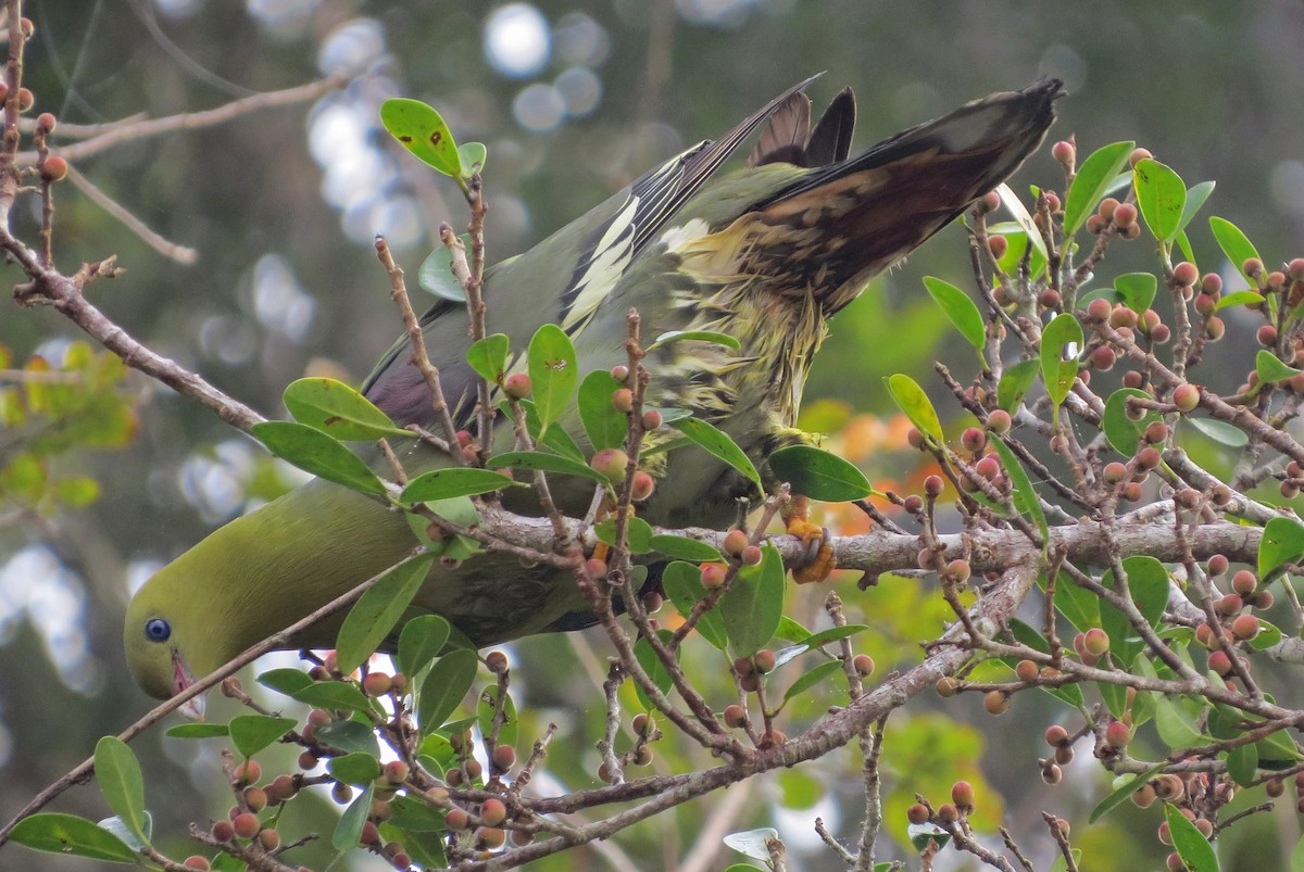 Madagascar Green-Pigeon - ML137620991