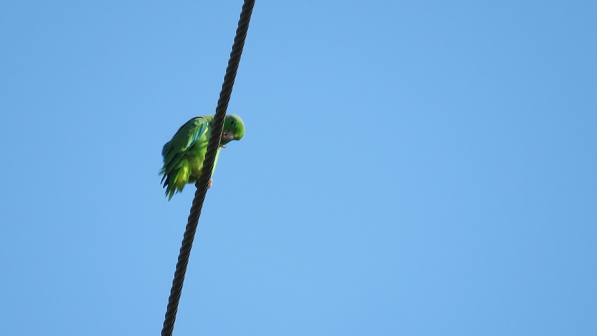 Turquoise-winged Parrotlet - ML137621361