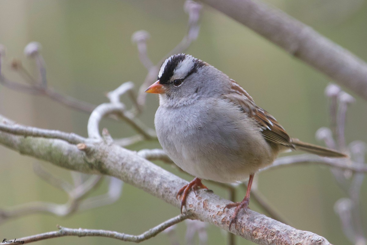White-crowned Sparrow - Brian Lowry