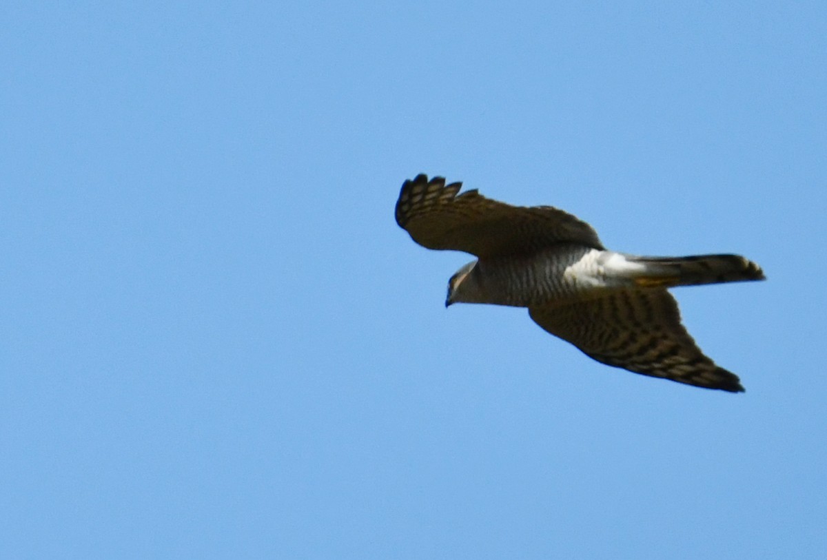 Eurasian Sparrowhawk - Lathish  R Nath