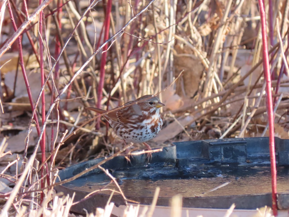 Fox Sparrow (Red) - ML137627551