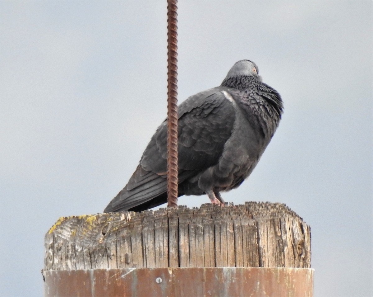 Rock Pigeon (Feral Pigeon) - Bill Pelletier