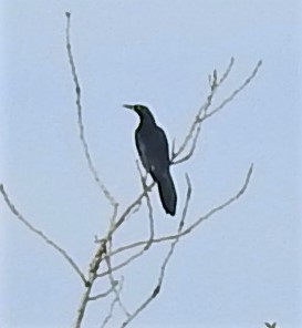 Great-tailed Grackle - ML137631951