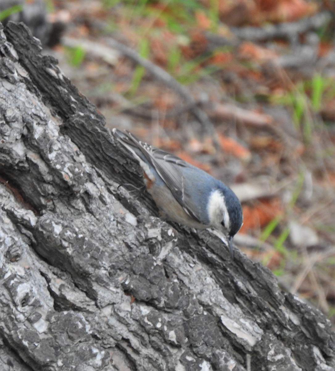 White-breasted Nuthatch - Bill Pelletier