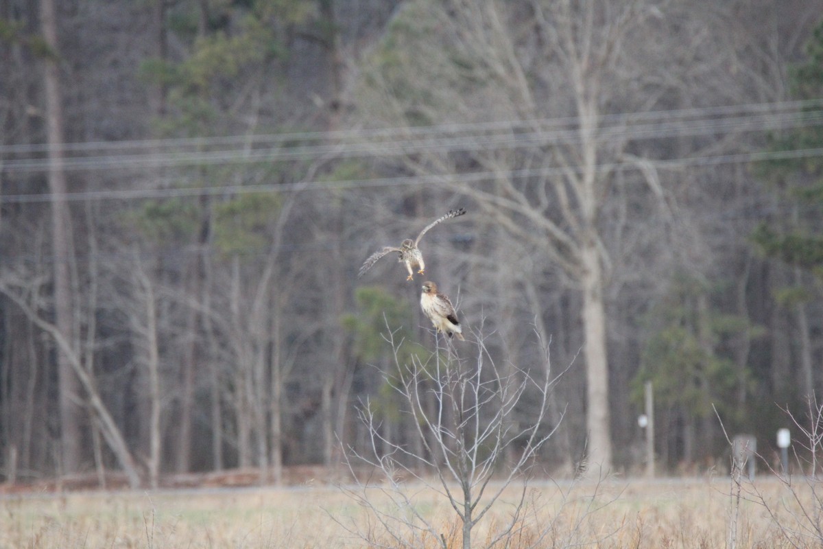 Red-tailed Hawk - ML137632211