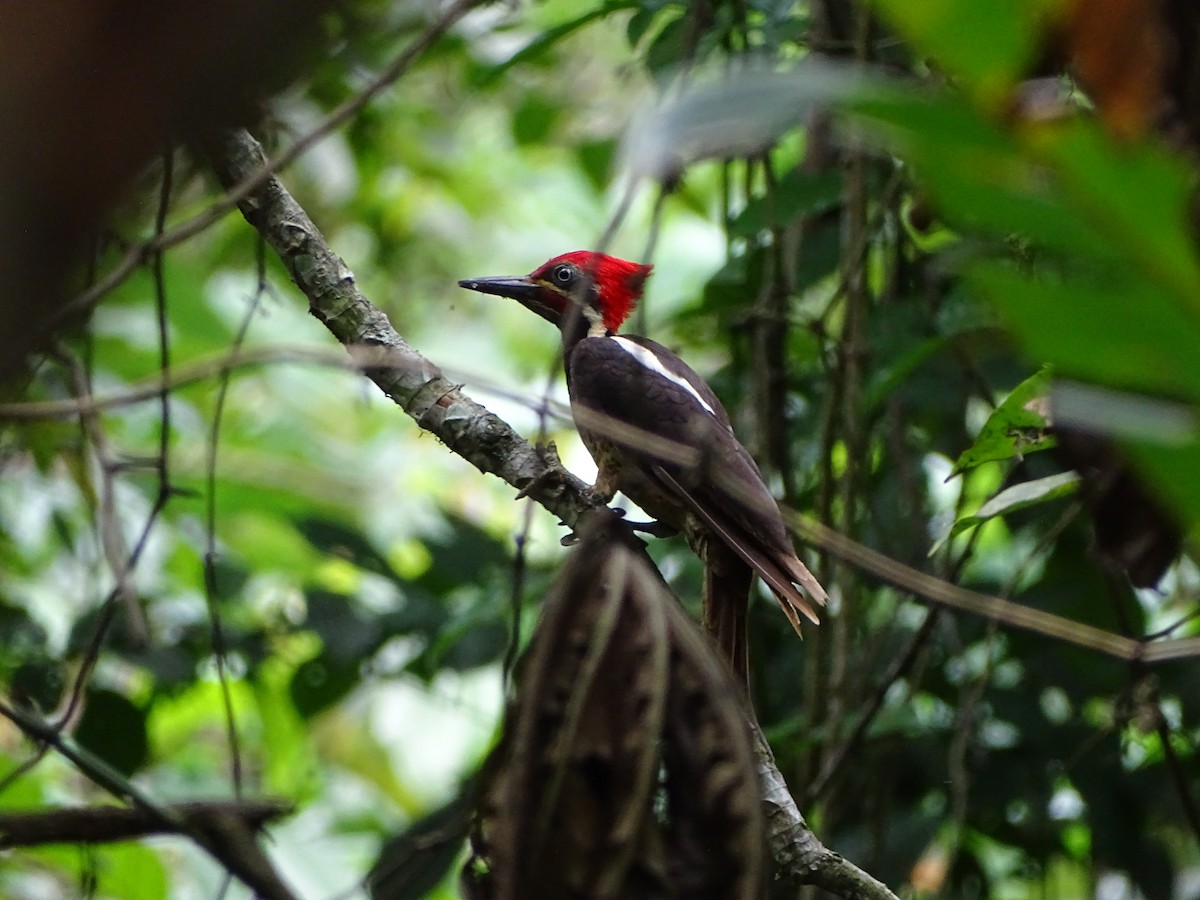 Lineated Woodpecker - Mark Dorriesfield