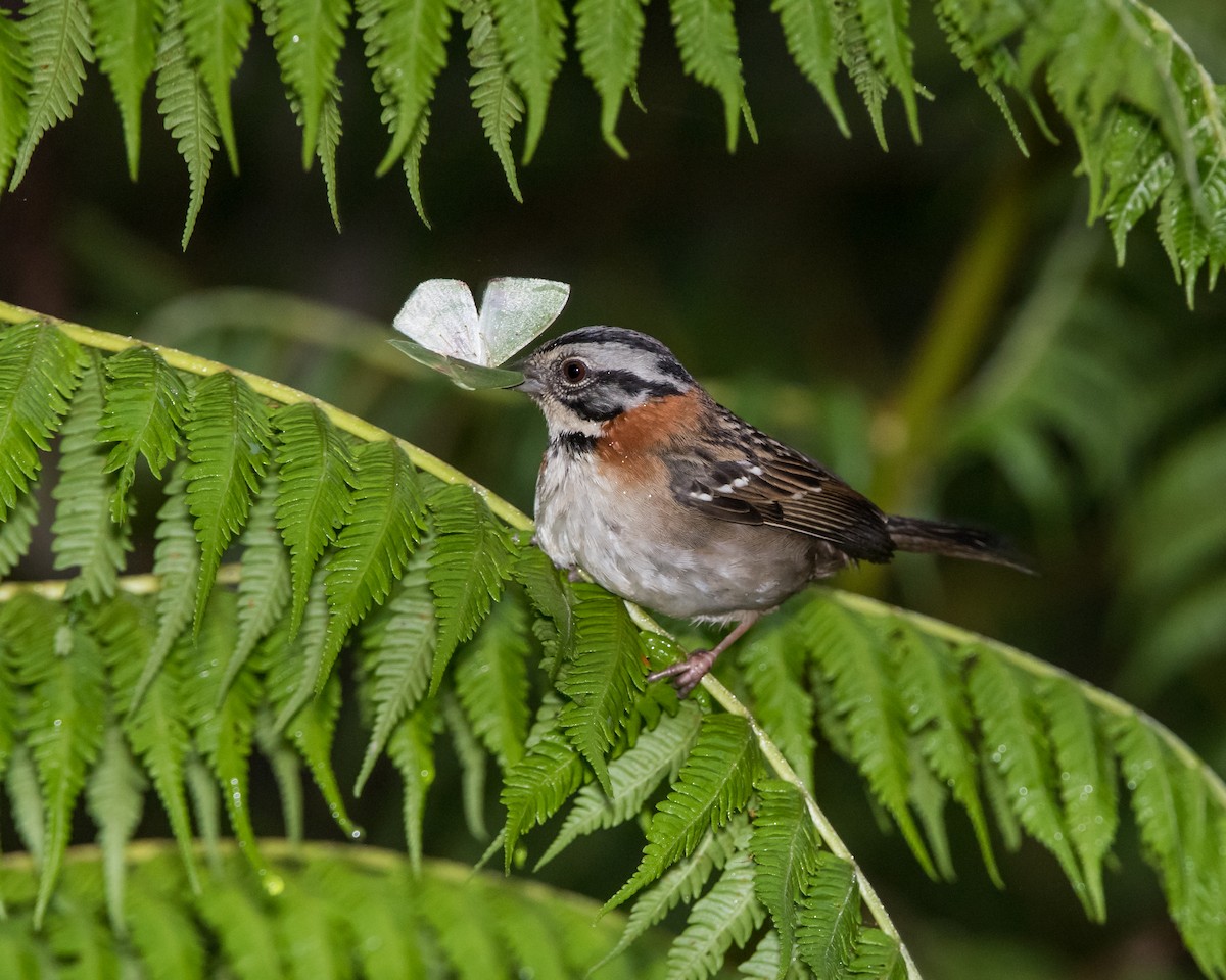 Rufous-collared Sparrow - ML137634991