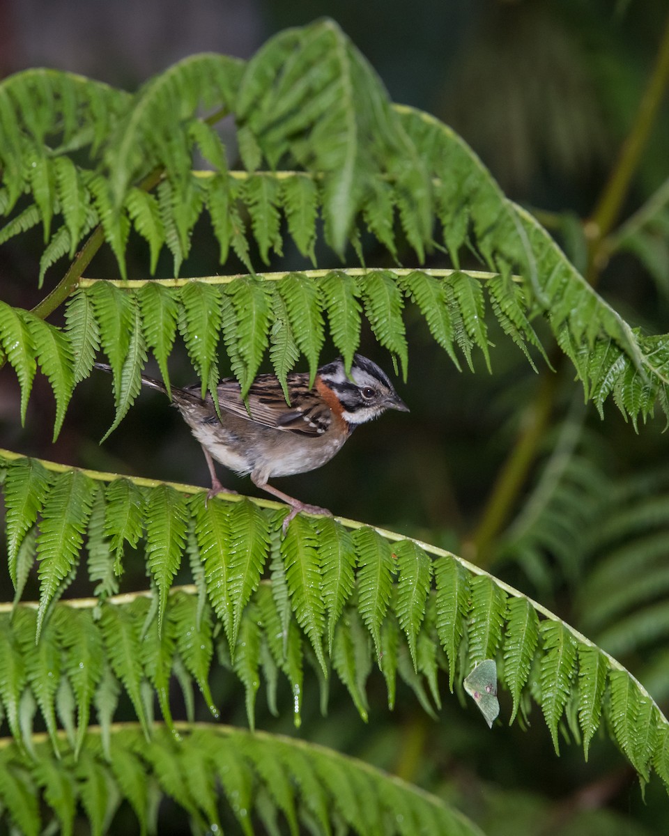 Rufous-collared Sparrow - ML137635001
