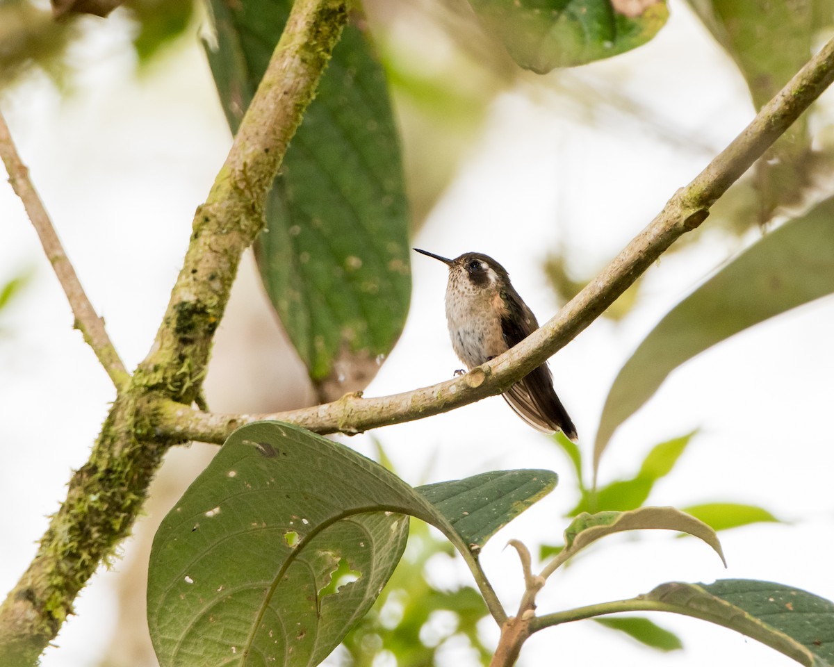 Speckled Hummingbird - ML137636191
