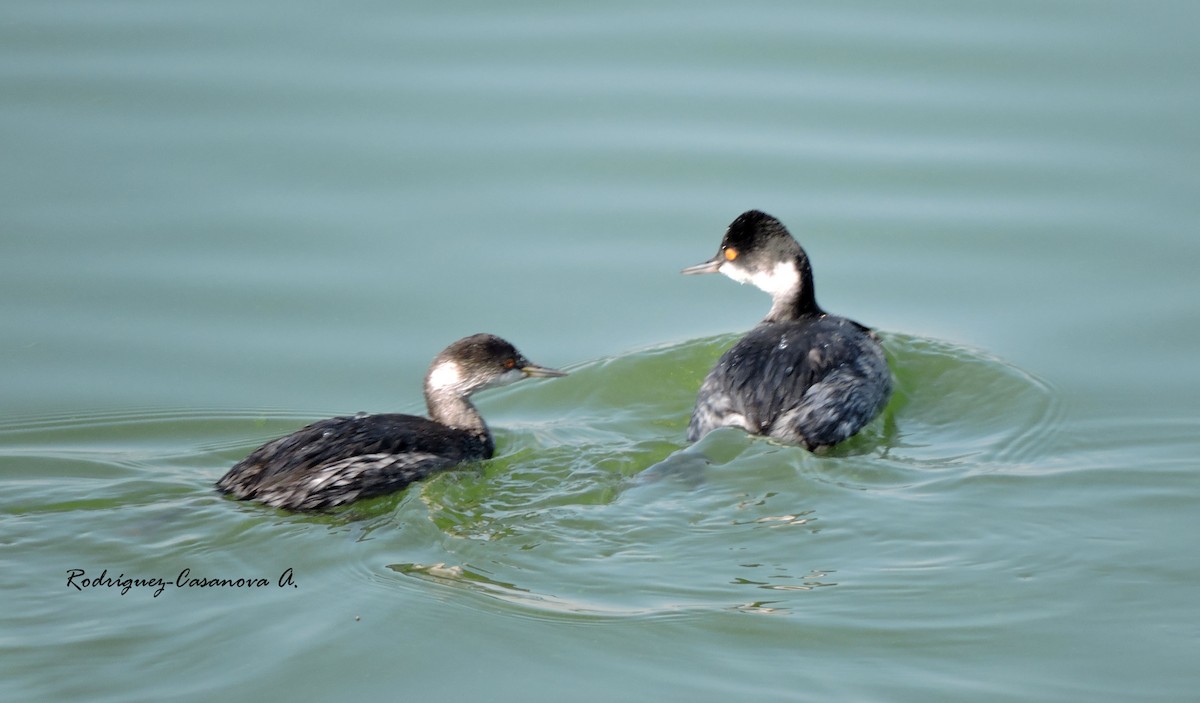 Eared Grebe - Aves Laguna de Zumpango