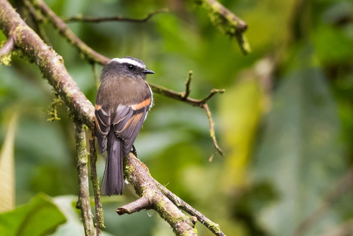 Rufous-breasted Chat-Tyrant - ML137637271
