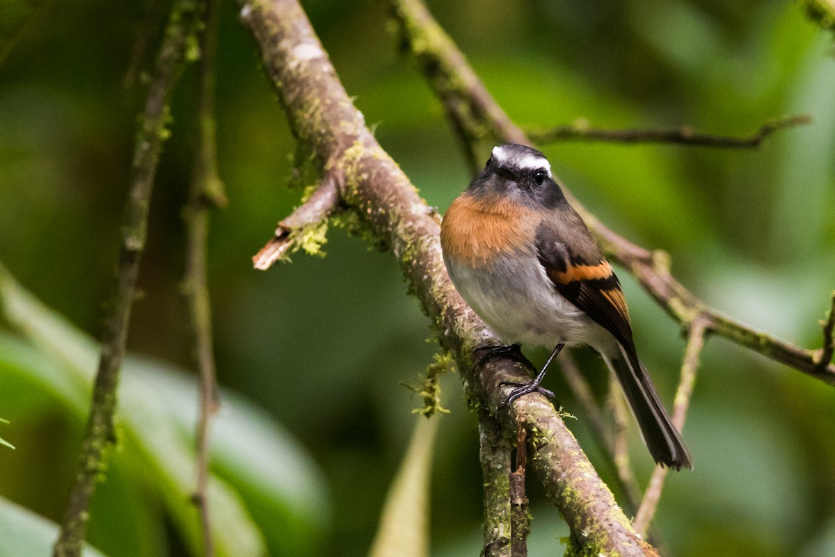Rufous-breasted Chat-Tyrant - ML137637291