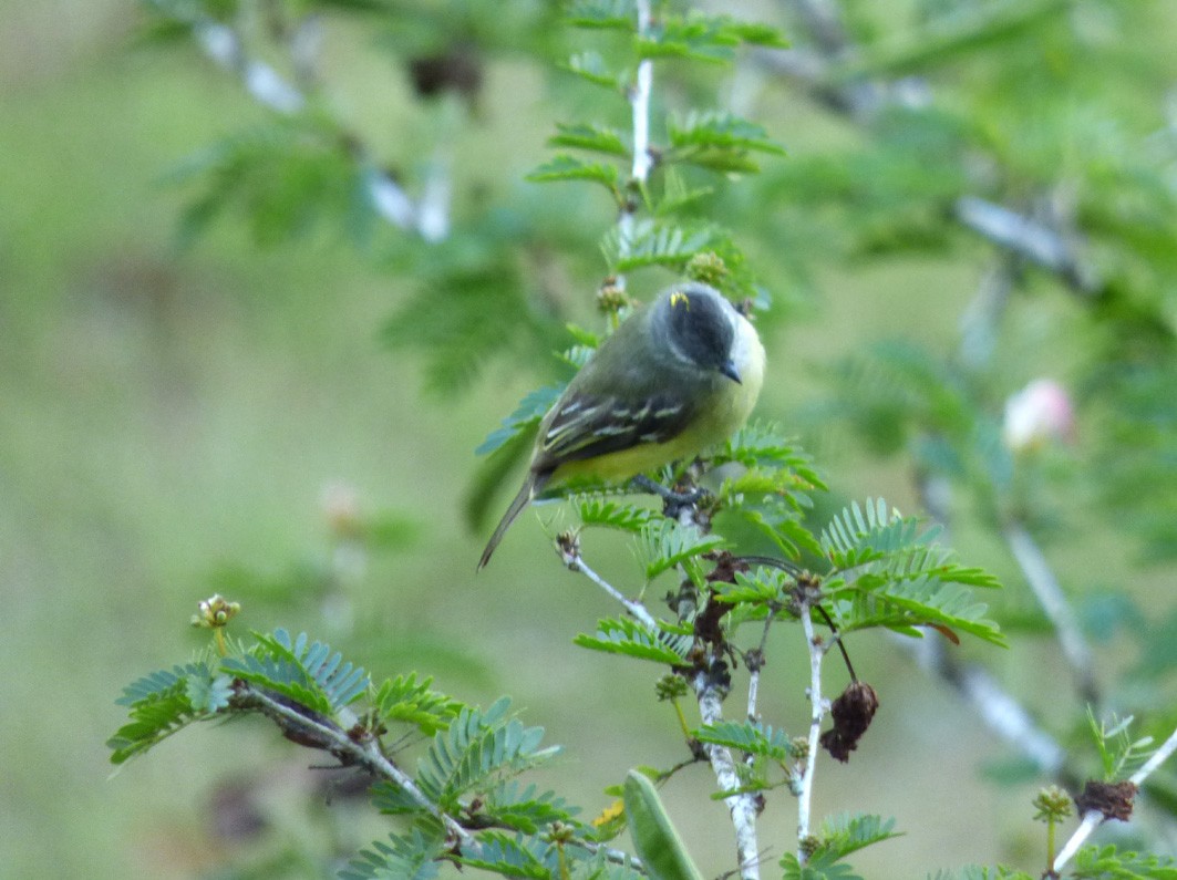 Yellow-crowned Tyrannulet - Lina Corriveau