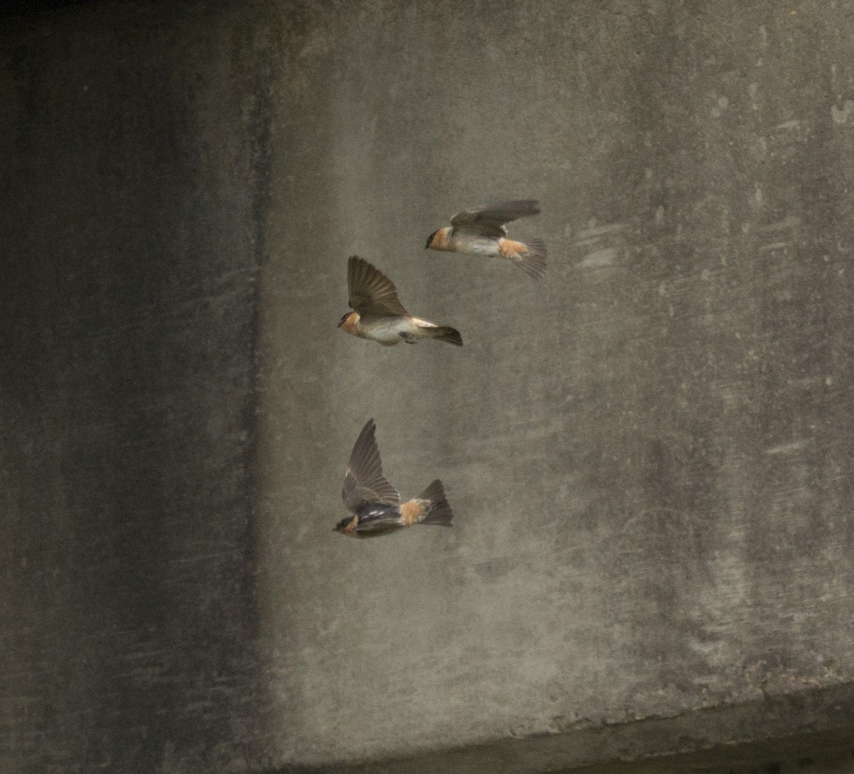 Cave Swallow (Texas) - Glenn Seeholzer