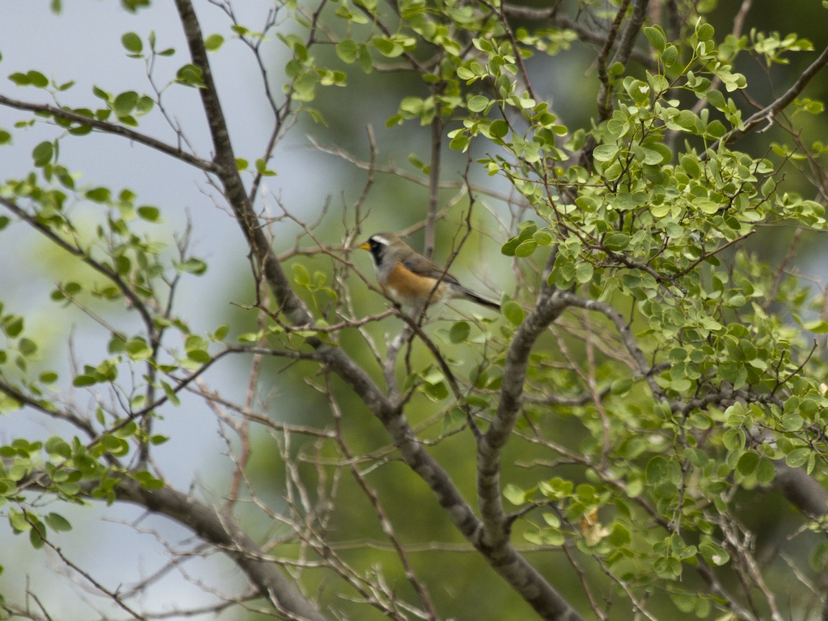 Many-colored Chaco Finch - ML137642421