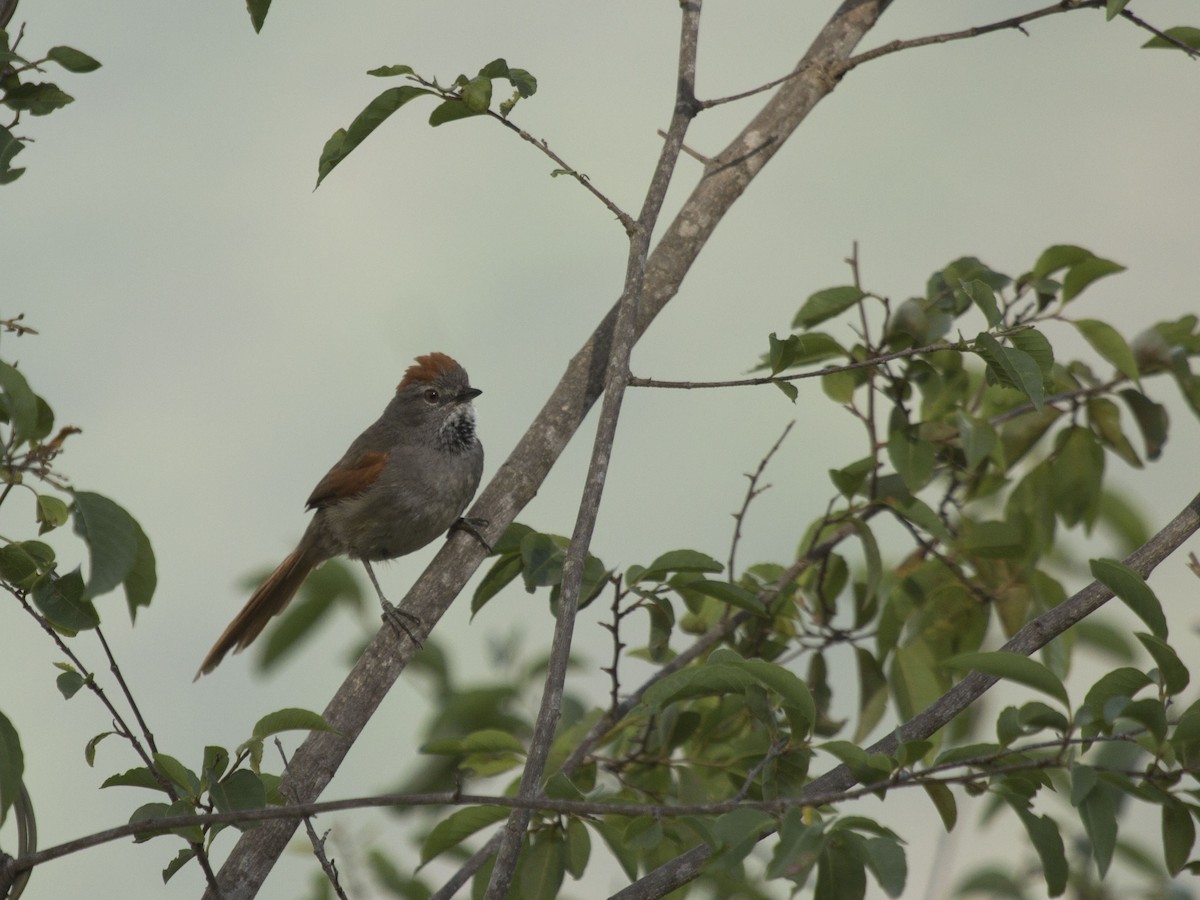 Sooty-fronted Spinetail - Glenn Seeholzer