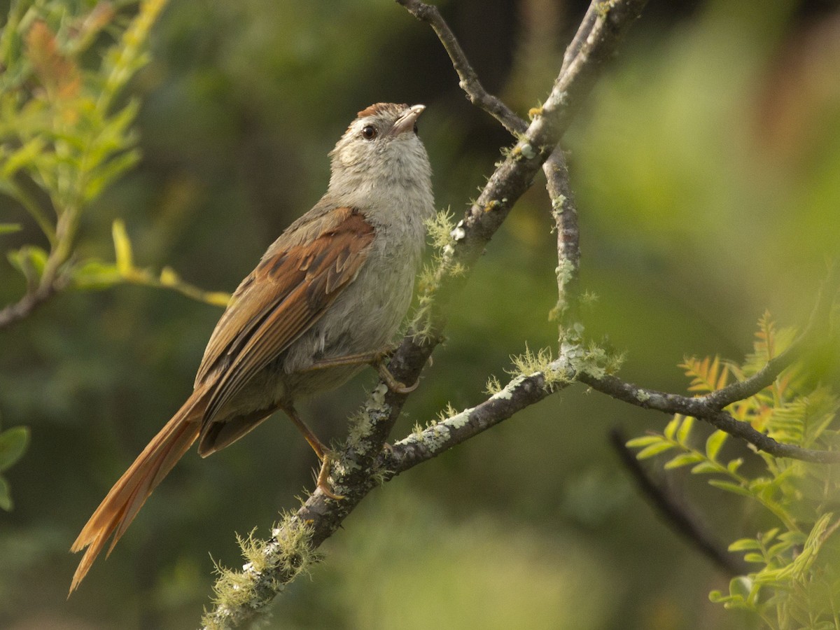 Bolivian Spinetail - ML137642551