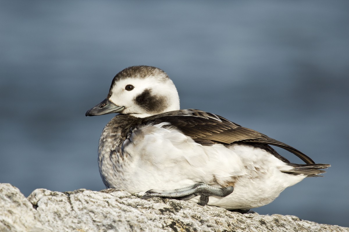 Long-tailed Duck - ML137643571