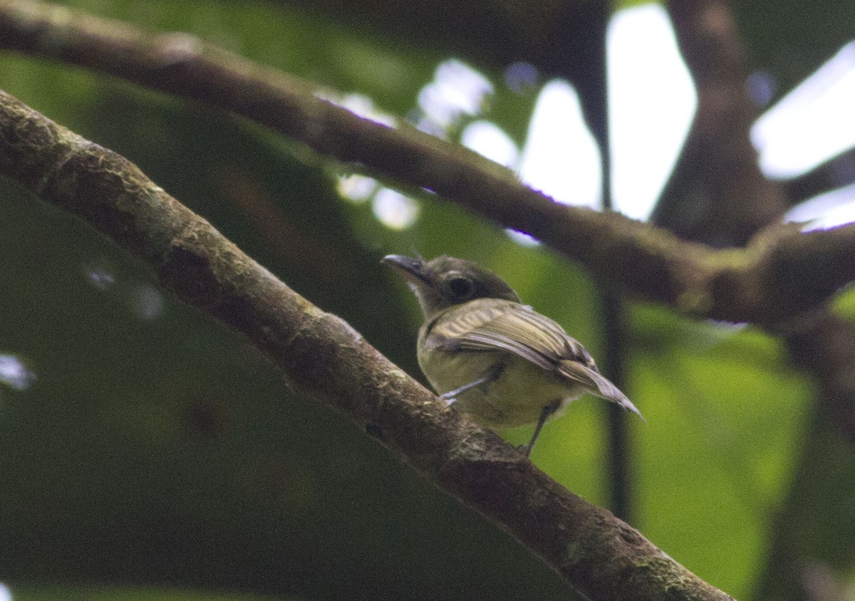 Western Olivaceous Flatbill - ML137643891