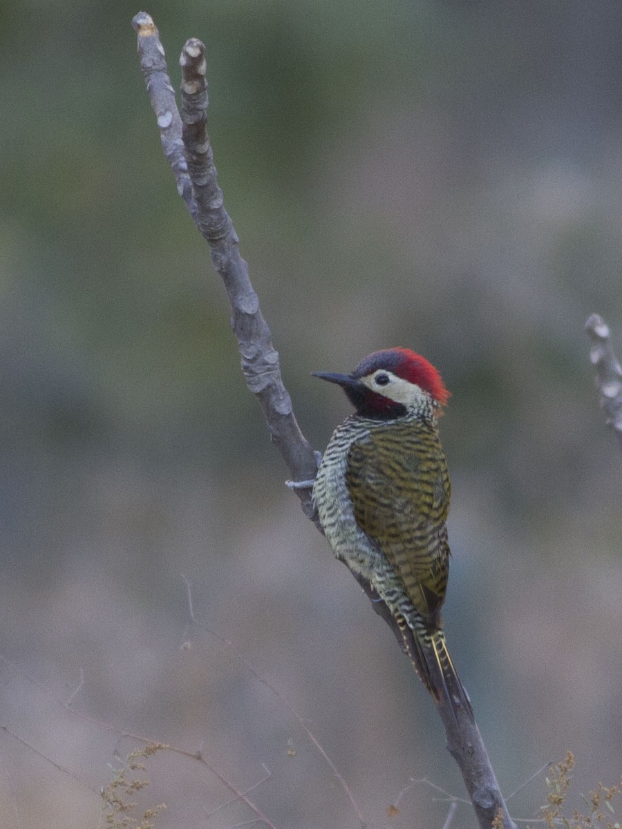 Black-necked Woodpecker - Glenn Seeholzer