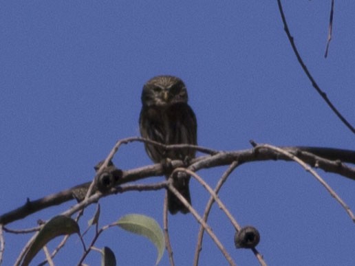 Peruvian Pygmy-Owl - Glenn Seeholzer