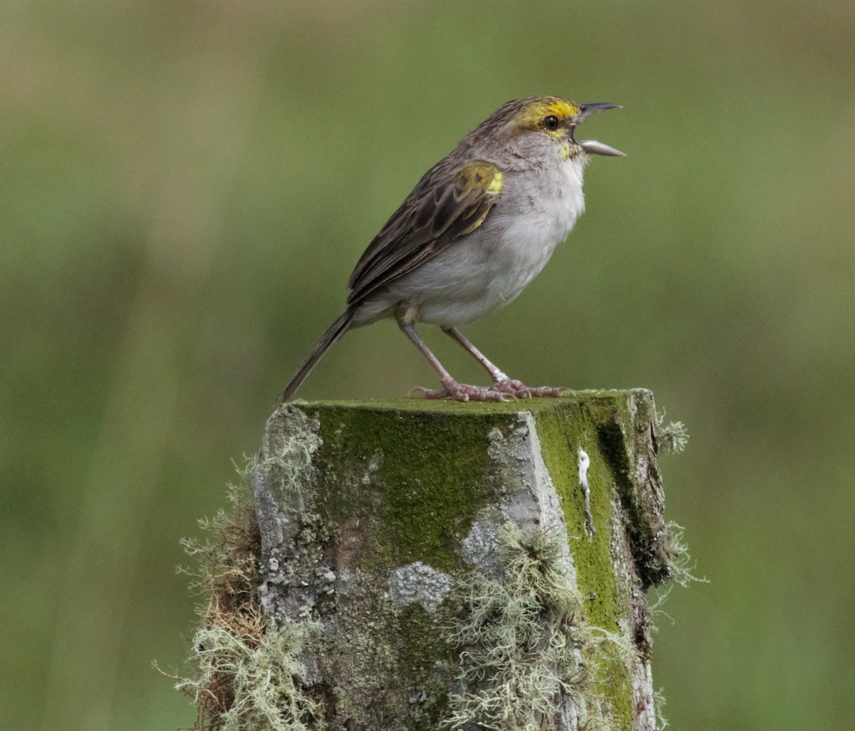 Yellow-browed Sparrow - Rick Folkening