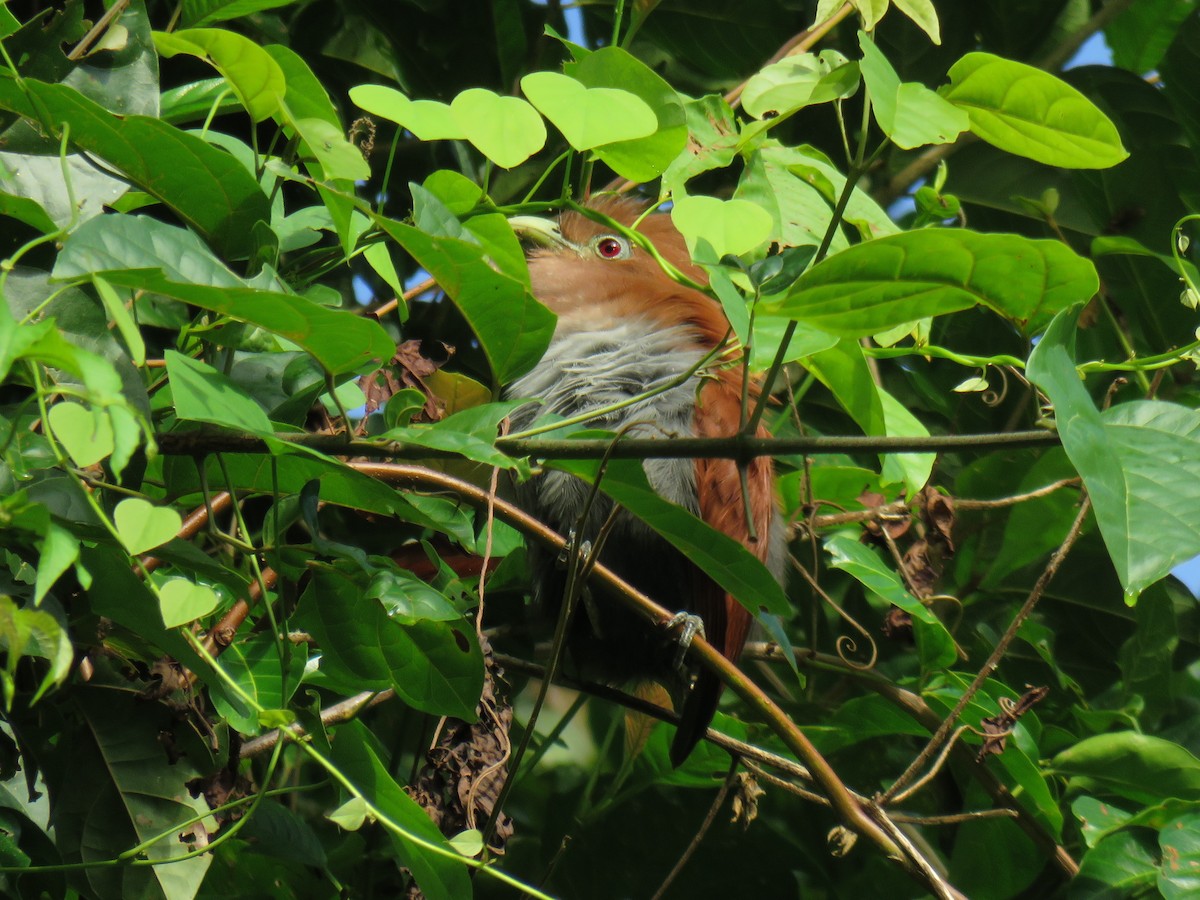 Squirrel Cuckoo (Middle America) - Ron Batie
