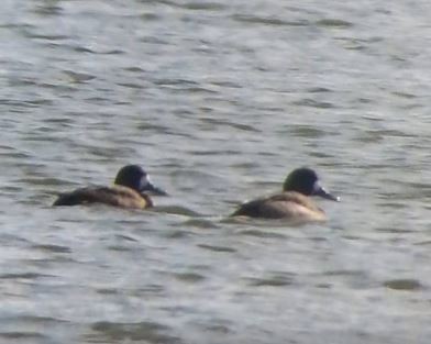 Greater Scaup - Joshua Spence