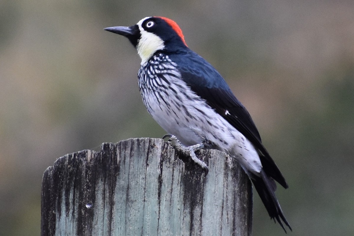 Acorn Woodpecker - Terry Bohling