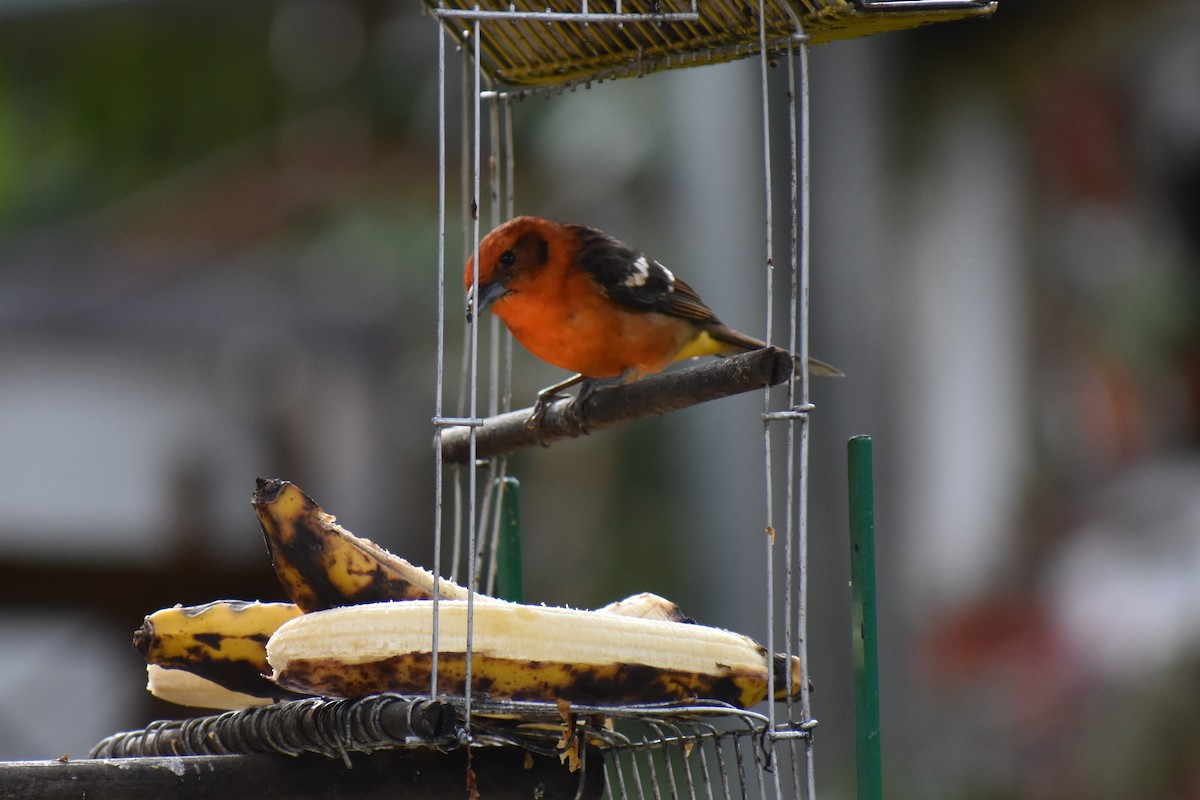 Flame-colored Tanager - ML137649941