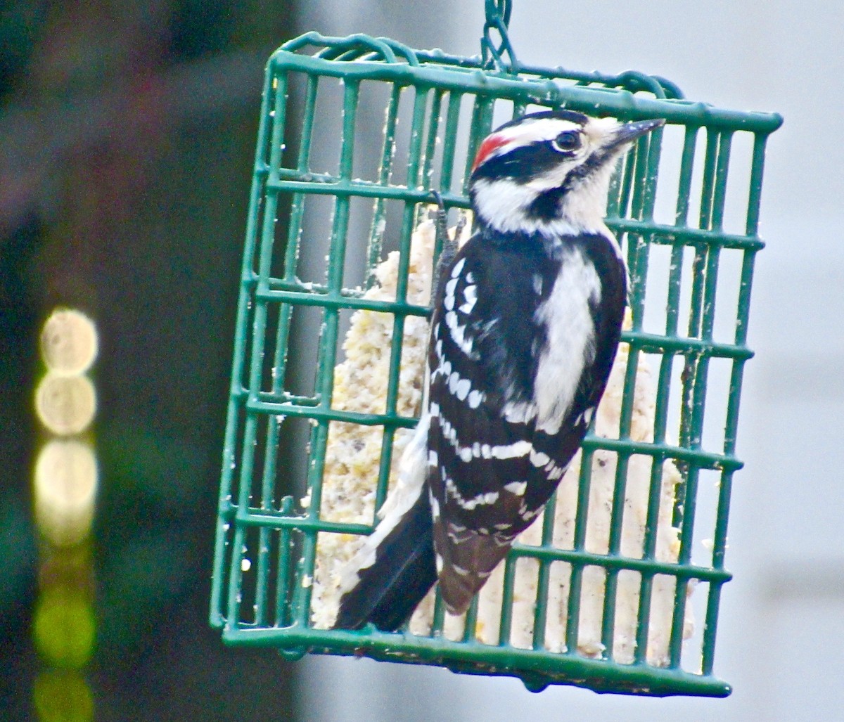 Downy Woodpecker - ML137653391