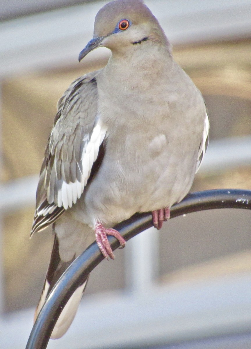 White-winged Dove - ML137653591