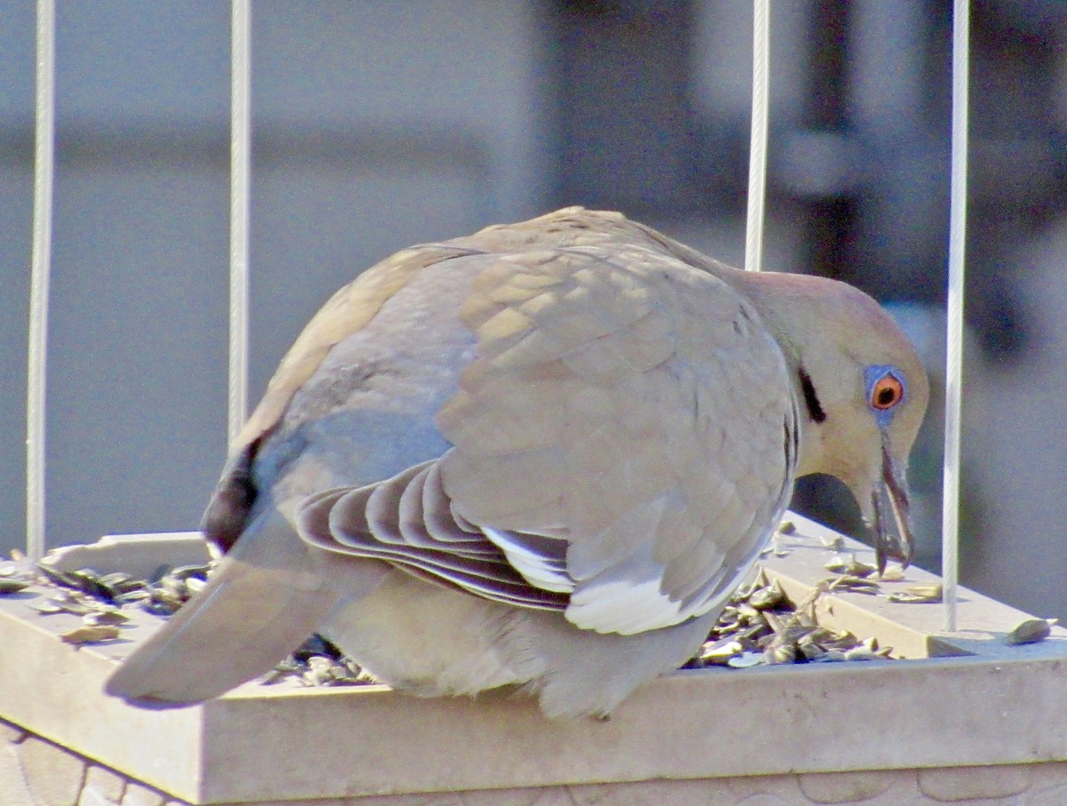 White-winged Dove - ML137653601